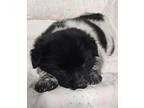 Tuba Border Collie Puppy Male