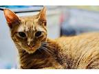 Shiner Egyptian Mau Young Male