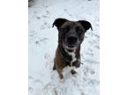 Rocky Boxer Adult Male