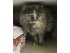 Chilli Cat Domestic Mediumhair Adult Female
