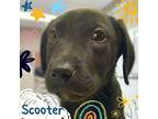 Scooter Catahoula Leopard Dog Puppy Male