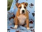 Stitch American Staffordshire Terrier Puppy Male