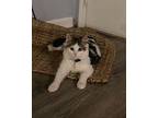 Wednesday and Skully Maine Coon Kitten Female