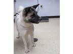 Bella Akita Adult Female