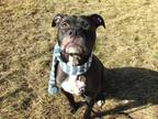 Mazzie American Pit Bull Terrier Adult Female