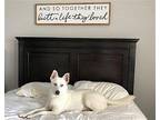 Z COURTESY POST Alaska Husky Adult Female