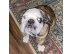 Casey English Bulldog Adult Male