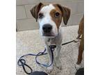 Daniel Foxhound Young Male