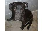 Cola Labrador Retriever Puppy Male