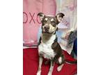 Carolina Panthers Australian Kelpie Adult Female