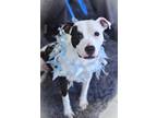 Rose American Pit Bull Terrier Adult Female