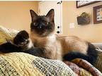 Wallie Siamese Young Female