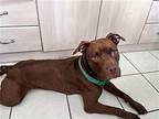 Z COURTESY POST Rose or Rosita American Bulldog Young Female