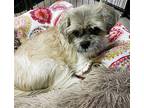 Max Shih Tzu Senior Male