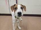 Donnie Foxhound Young Male