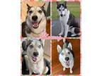 Eleanor Husky Female