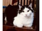 Hercules Maine Coon Adult Male