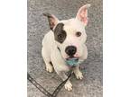 Chewy American Pit Bull Terrier Adult Male