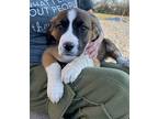 Canyon Great Pyrenees Puppy Male