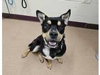 Smokey Rottweiler Young Male