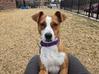 Lacey Beagle Young Female