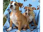 Lilo American Staffordshire Terrier Puppy Female