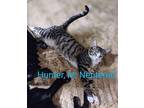 Hunter Egyptian Mau Young Male