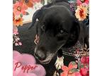 Pepper Collie Adult Female
