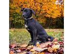 PUPPY FINNICK Labrador Retriever Puppy Male