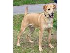 Mario 39231 Labrador Retriever Adult Male