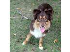 Reese Australian Shepherd Young Female