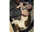 Bam Bam Pawstone American Pit Bull Terrier Puppy Male