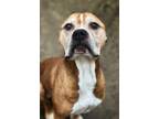 Dugon Boxer Adult Male