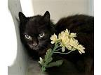 Slinky Dink Domestic Longhair Senior Female