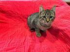 Brink Domestic Shorthair Kitten Male