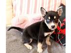 River-0483 Husky Puppy Male