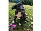 PUPPY MURPHY BEST BOY EVER Border Collie Puppy Male