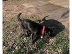 Snoopy Corgi Adult Male