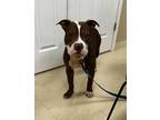 Napoleon American Bulldog Adult Male