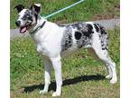 Imani 38985 Australian Shepherd Young Female
