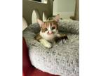 Abbott Domestic Shorthair Kitten Male
