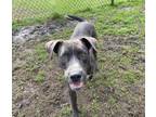 Bogie American Pit Bull Terrier Young Male