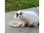 PB Jones Turkish Van Adult Male