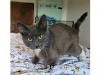 Benjamin Domestic Shorthair Kitten Male