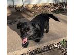 Laney Lee Shih Tzu Adult Female