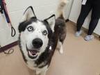 Jordi Husky Adult Male