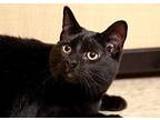 Jasper Domestic Shorthair Kitten Male