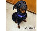 Mishka Rottweiler Adult Female