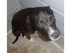 Pepsi Labrador Retriever Puppy Male