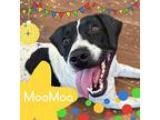 MooMoo American Pit Bull Terrier Young Male